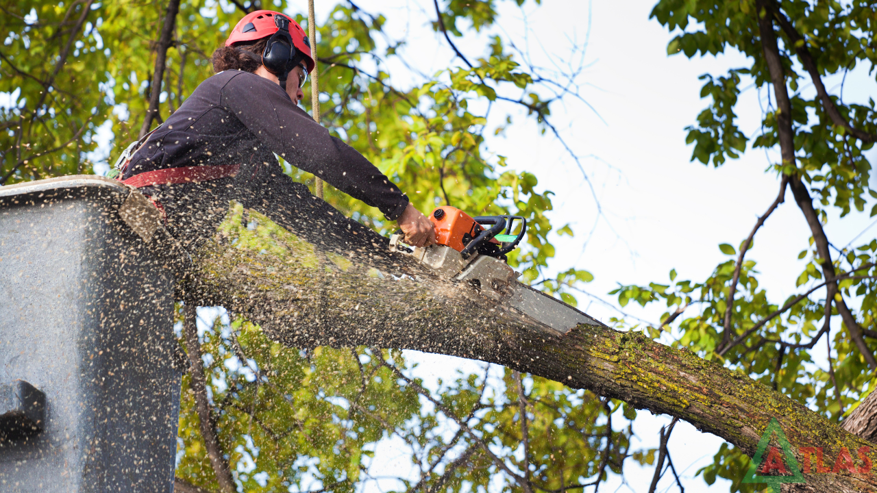 tree service